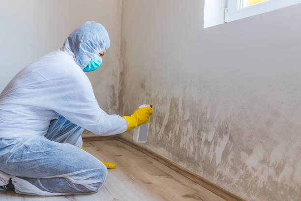 Licensed Mold Inspection And Testing service in Caldwell, TX - Car Mold Remediation
