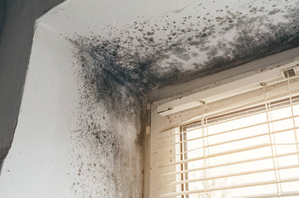 Affordable Mold Inspection And Testing solutions in Caldwell, TX